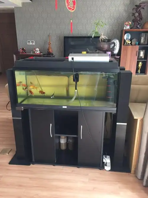 转个德国黑钻1米鱼缸,800元自提