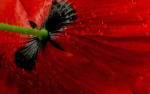 红罂粟花后视图,露水 壁纸 - 1920x1200