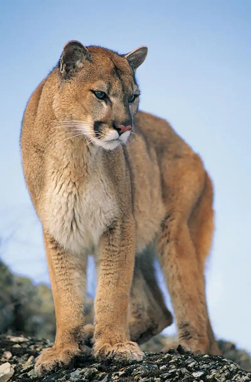 美洲狮是世界上最大的猫科动物之一,也是北美洲地区广泛存在的一种野