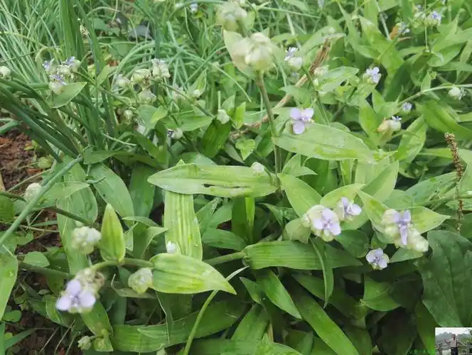 知道大苞水竹叶具有化痰散结功效,且别名还叫痰火草,那么老谭觉得