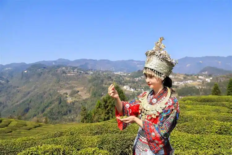 十里闻茶香,恩施市芭蕉侗族乡"回头望"_游客_在线_便民