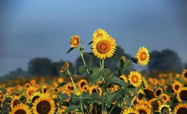 正能量唯美的心灵鸡汤语录治愈系阳光暖心的一句话