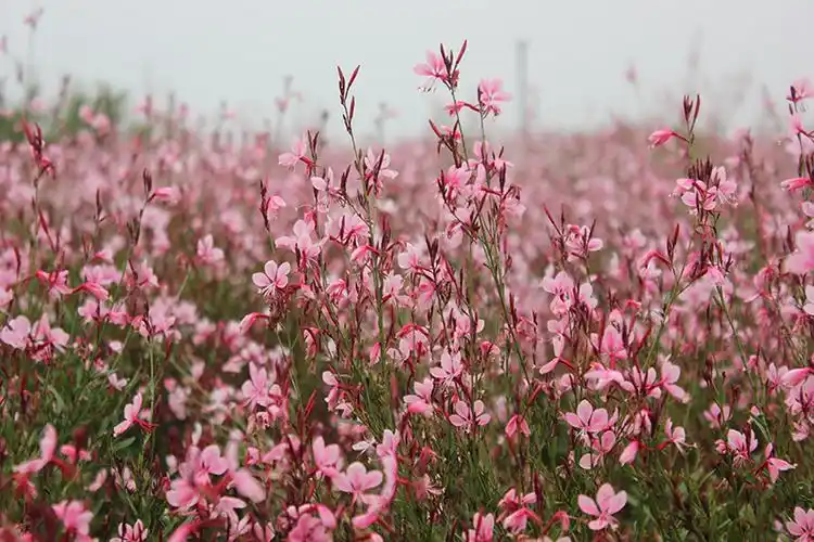 山桃草 | 青州市洪坤花卉苗木有限公司