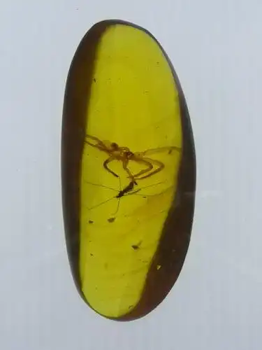 琥珀:地史的吉光片羽_缅甸