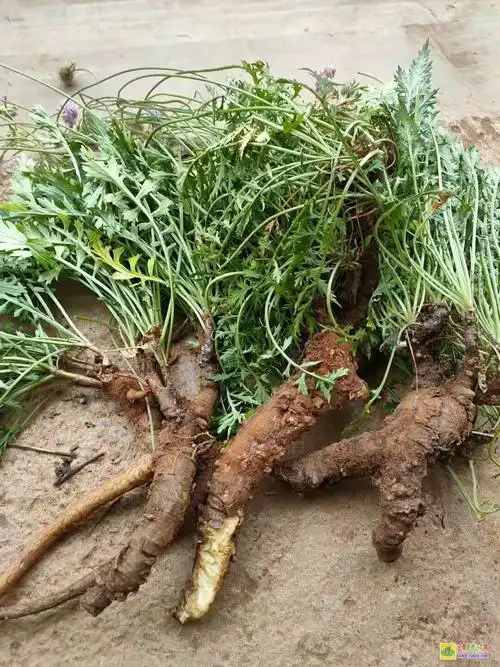 云南苦参种子价格云南苦参图片苦参的作用