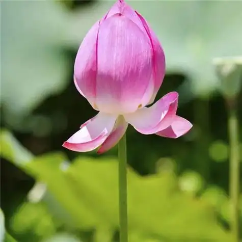 131张最漂亮荷花大全头像 唯美适合做头像的荷花图片_微信头像_头像屋