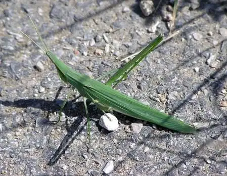 扁担虫中华剑角蝗怎么养不容易死「科普」 -骁龙网
