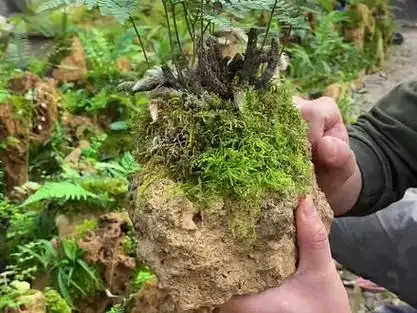很适合新手养的吸水石老熟桩狼尾厥盆景来了#吸水石盆景 #蕨类植物