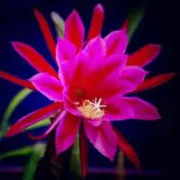 红色昙花花卉图片,一段凄清缠绵的故事-个性头像