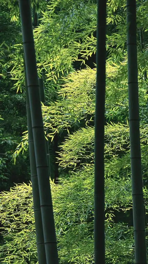 竹林图片高清图片大全