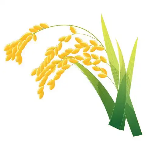 中国风成熟的水稻矢量插画元素