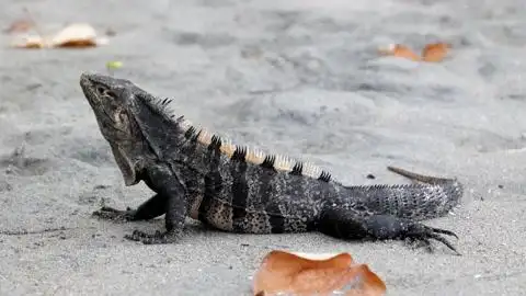 雨林旁白色沙滩上的黑色刺尾鬣蜥