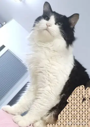 白餐巾白手套的狸花猫能有多漂亮?