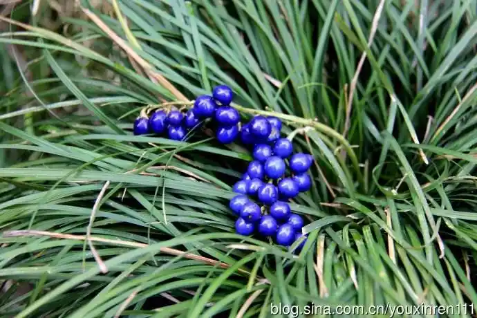 百合科沿阶草属多年生常绿草本植物,根较粗,中间或近末端常膨大成