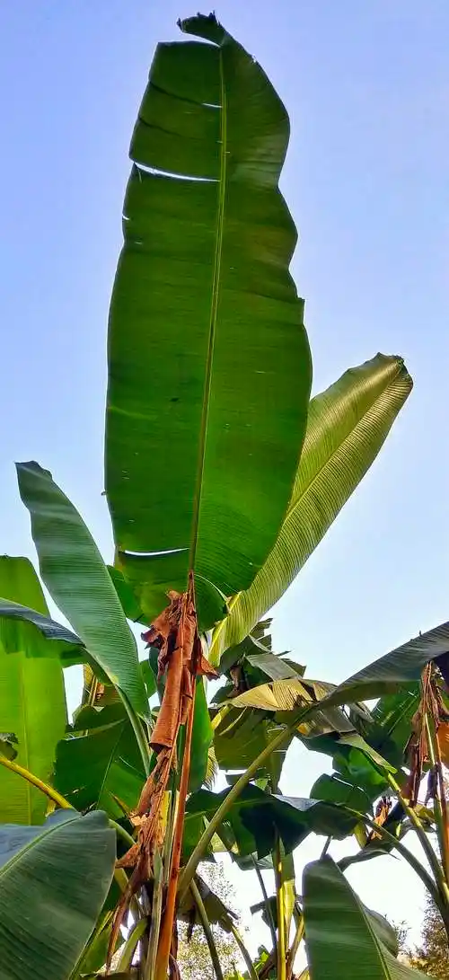 苍下四季-芭蕉树