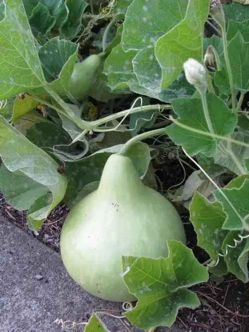 特大的圆葫芦瓜.你可成为一个艺术品,装点我的家园.