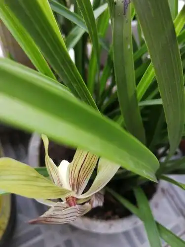 兰花草的叶子又细又长,看起来很苗条.