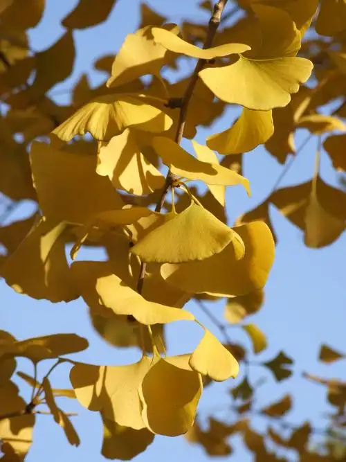 又到银杏叶黄时