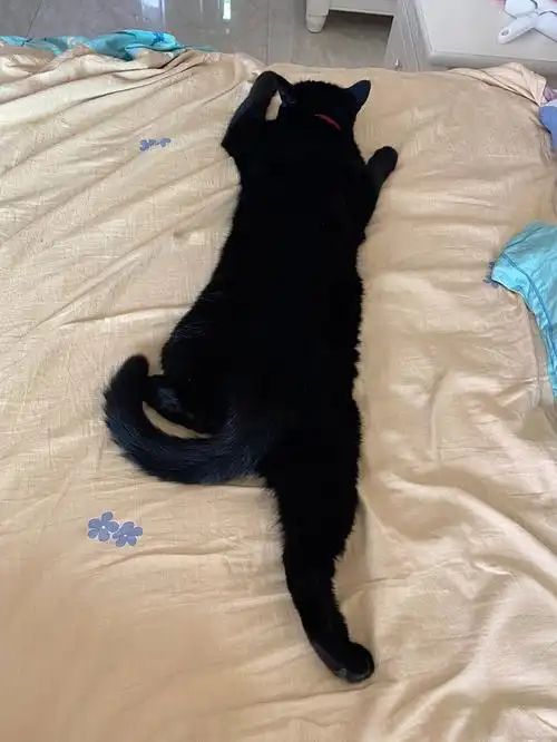 快融化了的黑煤球