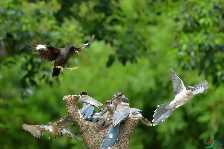 八哥和灰喜鹊