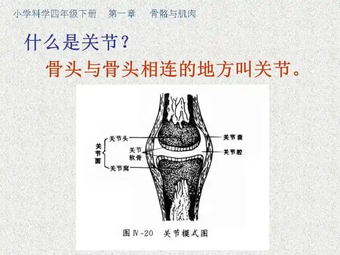 苏教版科学四下关节ppt课件5ppt
