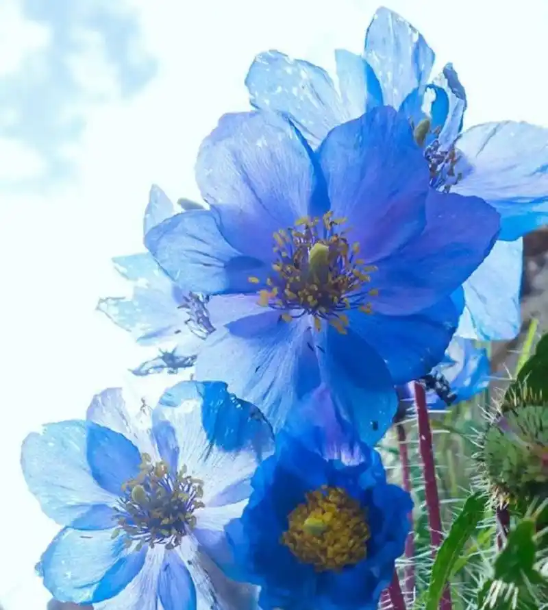 喜马拉雅的传奇——绿绒蒿,触及云端的高山牡丹,荒野丽人