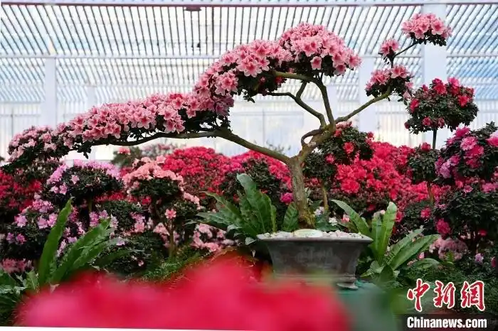 各色杜鹃花造型独特,美不胜收. 张金川 摄