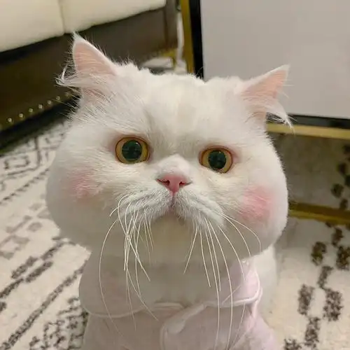 可爱白色软萌猫咪,动物头像图片-回车桌面