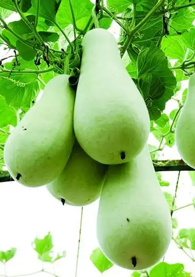 市民吃"苦葫芦"中毒 警惕部分夏令果蔬高温变性