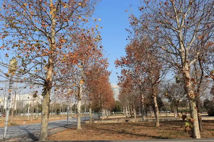 冬日蓝天下的法国梧桐树(二)