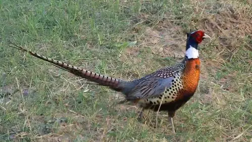 野山鸡秀秀.摄影宋志勇.