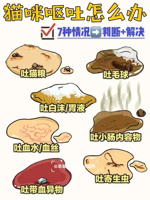 下面介绍7种情况16615吐猫粮8715呕吐物判断肉眼可见的猫粮