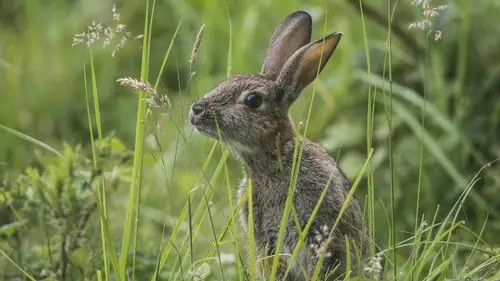 在草丛中,灰兔野兔子 壁纸