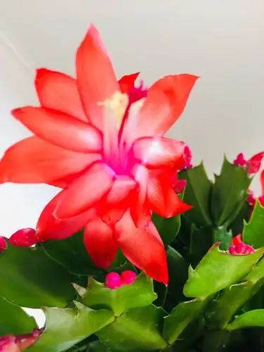 蟹爪兰花阅读    无问西东【拒单聊】