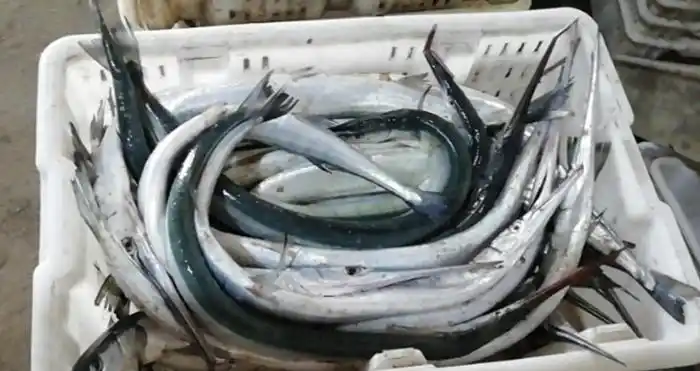 很多爱吃烧烤的朋友,去烧烤店吃烧烤时,都会点一种晒干的鱼吃,它就是