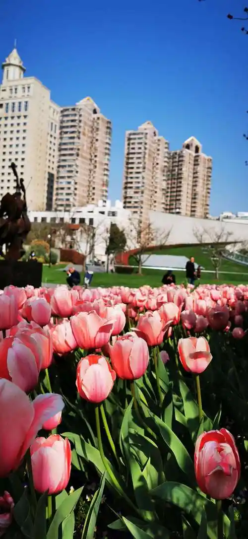 其它 上海静安雕塑 公园郁金香 写美篇2021年3月15日拍摄