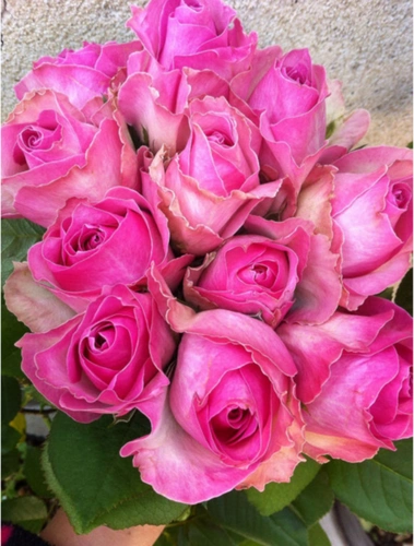 轩花物语高档切花玫瑰 雪山系列 糖果雪山 月季