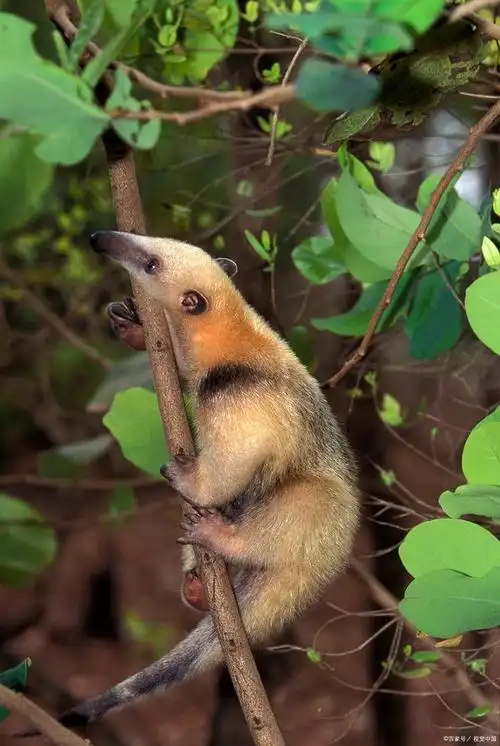 小食蚁兽,又称南美小食蚁兽,分布于南美洲,主食为蚁