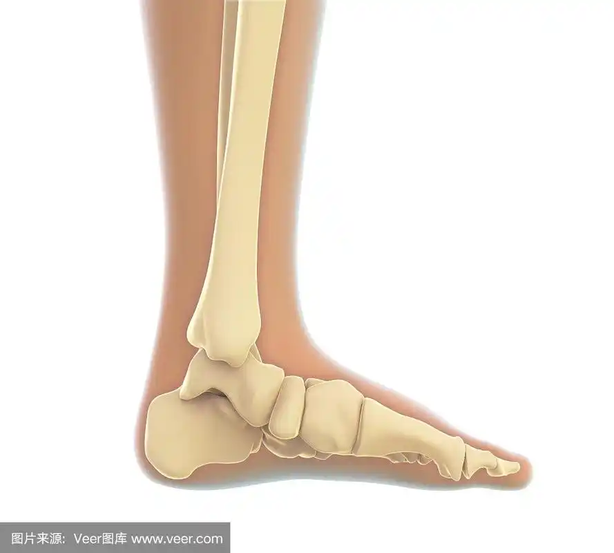 人类的脚解剖学