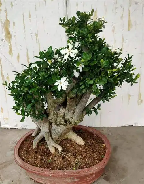 精品小叶栀子花矮霸小老桩盆景开花结果浓香香型办公桌绿植