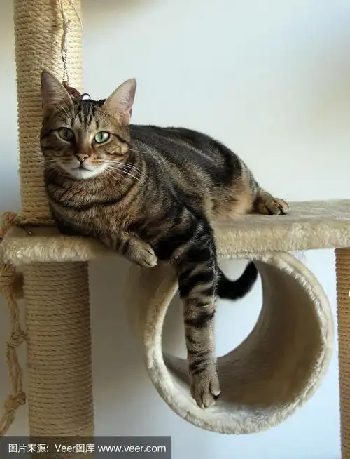 棕色虎斑猫在树上