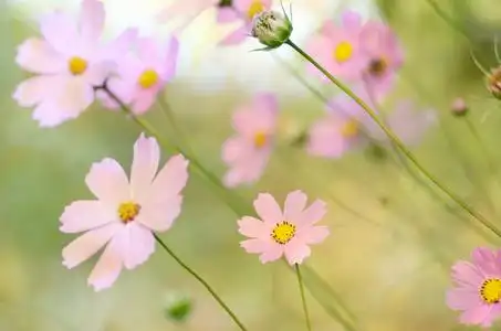 清晨阳光下的黄花菜图片