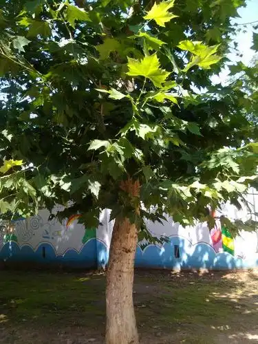 请问,这是什么树?