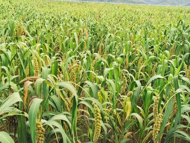 压弯腰的庄稼仿佛在向农民伯伯挥手致致意