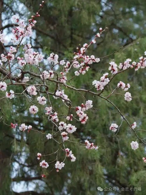 北京又一花事迎来盛花期,现在即可打卡,附详细地图!|桃花|海棠|杏花|