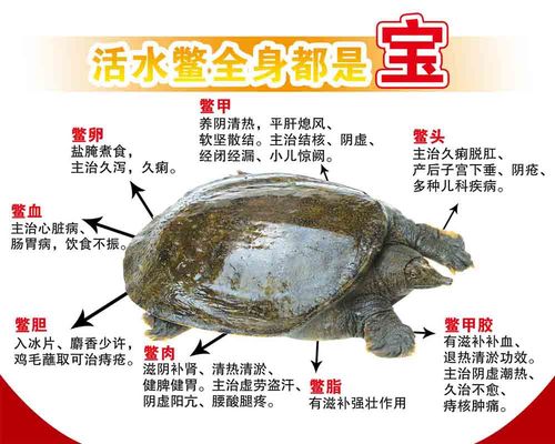 海报印制展板写真喷绘中华饮食文化活水营养介绍写真