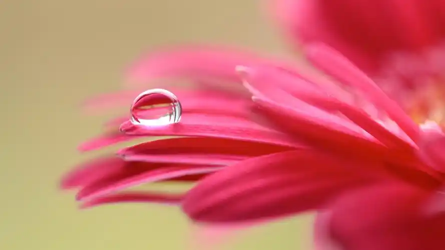 壁纸 粉红色花瓣微距摄影,露水