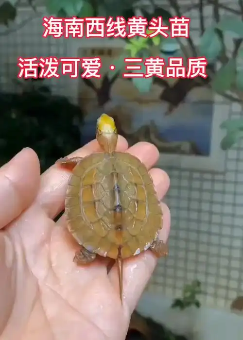 海南西线黄头苗金钱龟,活泼可爱,三黄品质.养眼灵宠-度小视