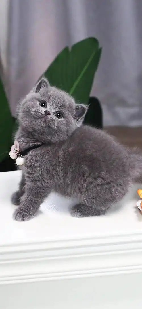 英国短毛猫价格