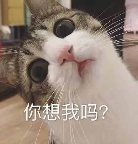 你想我吗?(猫咪表情包)_猫咪表情